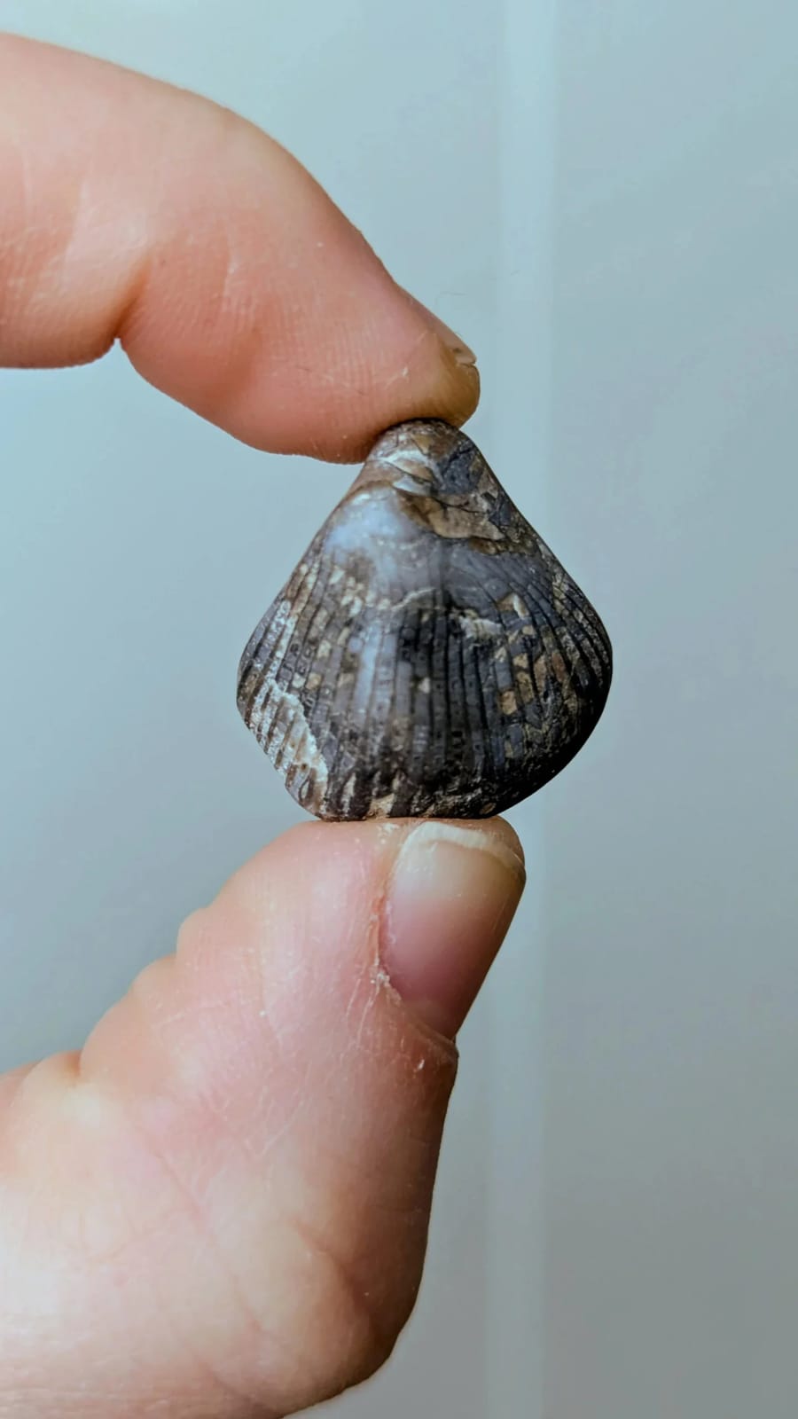 Beach-found stone held between fingers